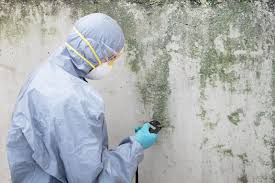 Best Asbestos and Lead Testing During Mold Inspection  in Clifton Gardens, NY